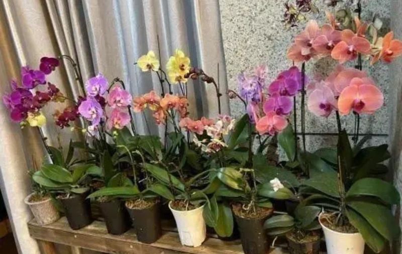 蝴蝶兰好养吗「蝴蝶兰好养吗 新手能养吗」